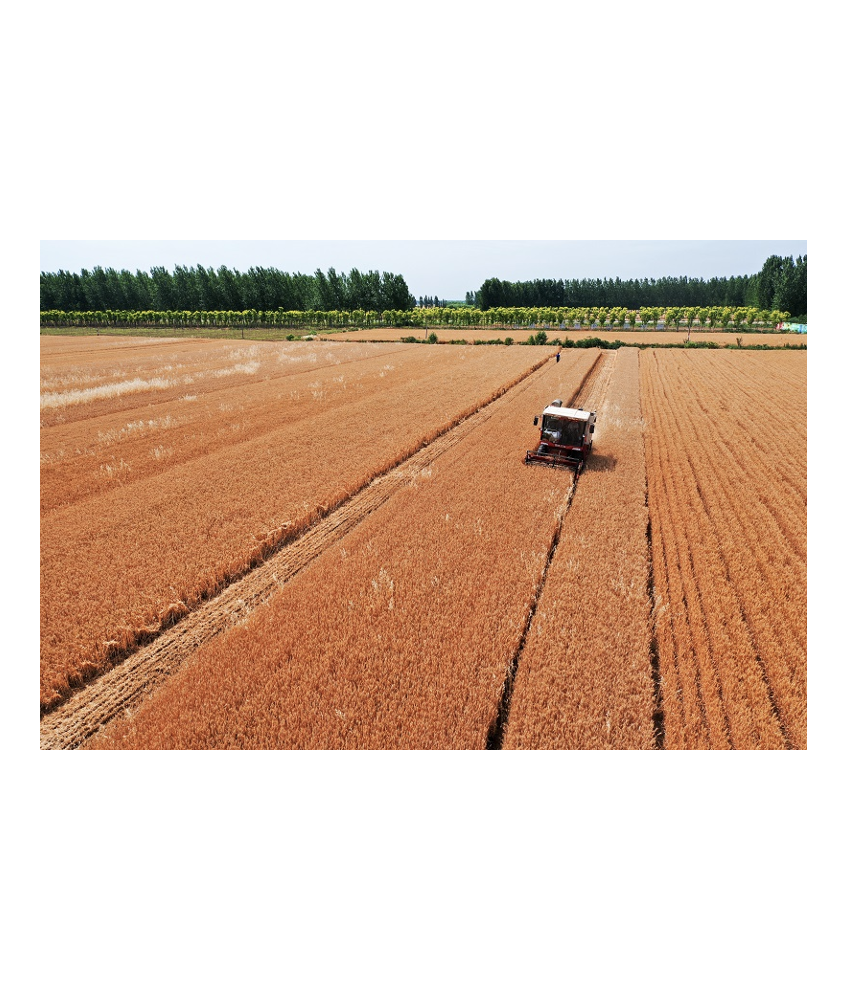 糧食種植與收儲(chǔ)